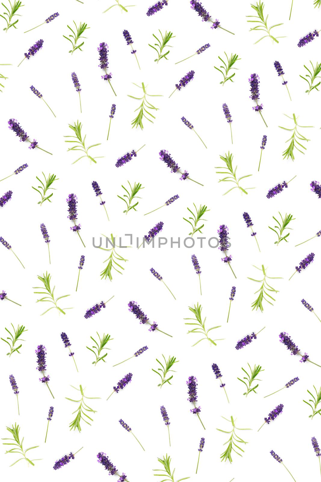 lavender flowers arranged on white background. flat lay mock up, Minimal background concept. flower floral composition isolated on white background not pattern.