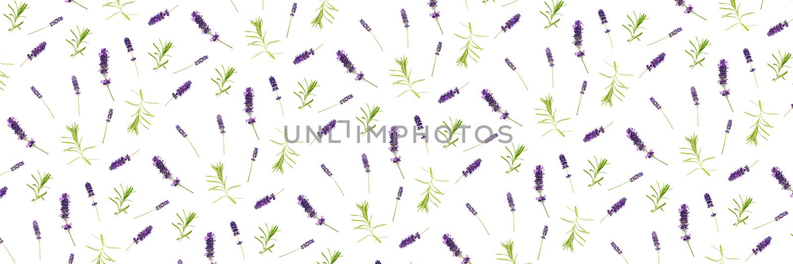 lavender flowers arranged on white background. flat lay mock up, Minimal background concept. flower floral composition isolated on white not pattern by PhotoTime