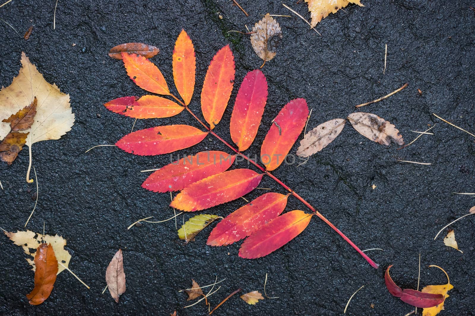 Fallen autumn leaves of red mountain ash lie on the wet asphalt after the rain