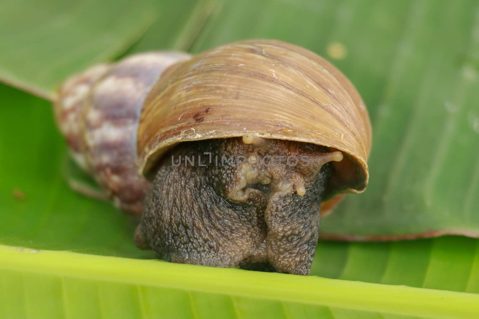 A view of land garden snails, known as terrestrial pulmonate gastropod molluscs on the green grass under the morning natural sun. A taste of spring or summer time. Also, represent great patience by Sanatana2008
