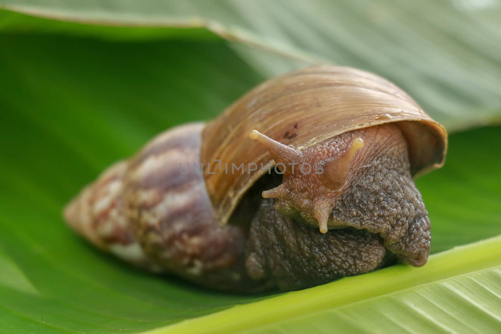 Close up of snail in the rainforest southeast asia. Front view of Achatina Fulica. A large adult snail climbs on a banana leaf in a tropical rainforest.