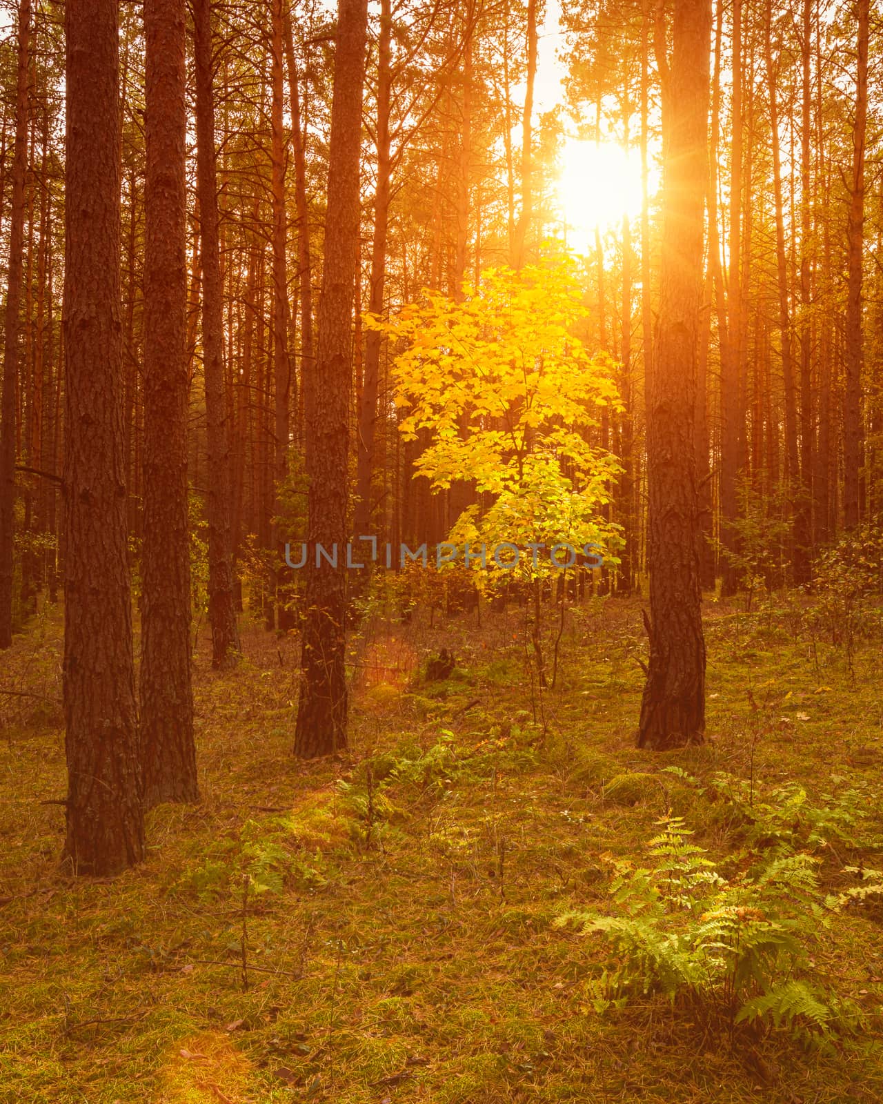 Maple with golden leaves in the autumn pine forest at sunset or sunrise. Sunbeams shining between tree trunks.