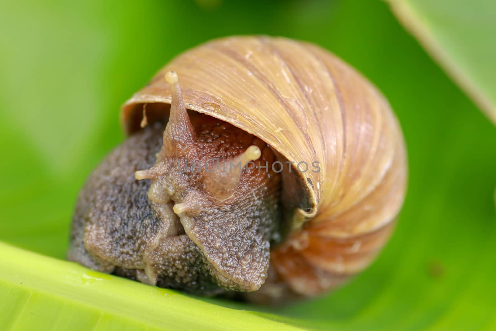 Macro of eye snail. Achatina Fulica looks into the camera lens. Close up of a large adult snail crawling on a banana leaf in a tropical rainforest.