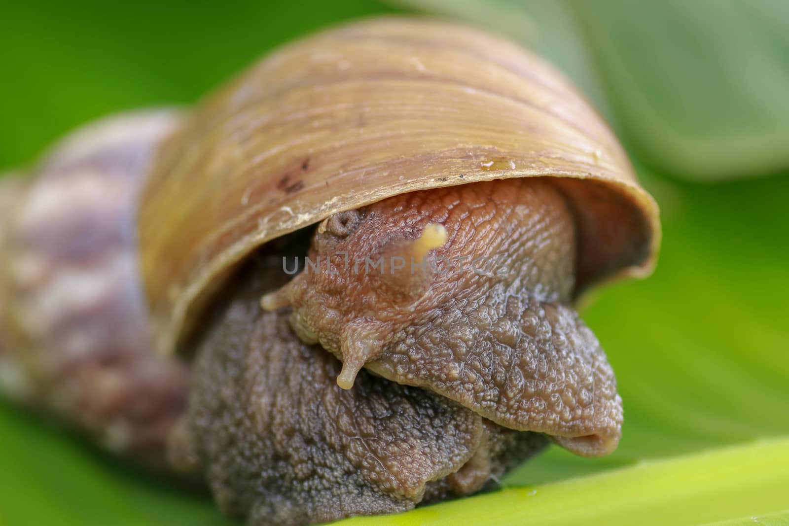 Close up of snail in the rainforest southeast asia. Front view of Achatina Fulica. A large adult snail climbs on a banana leaf in a tropical rainforest.