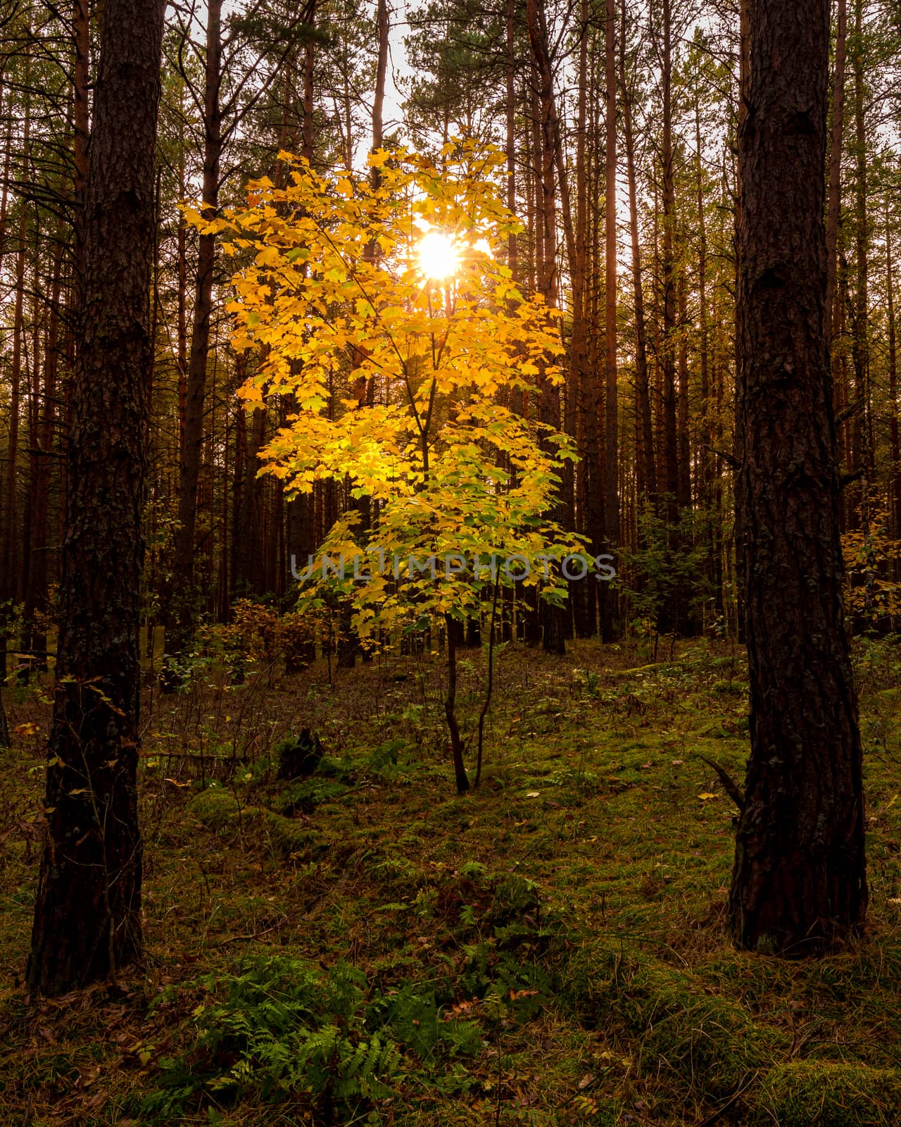 Maple with golden leaves in the autumn pine forest at sunset or sunrise. Sunbeams shining between tree trunks.