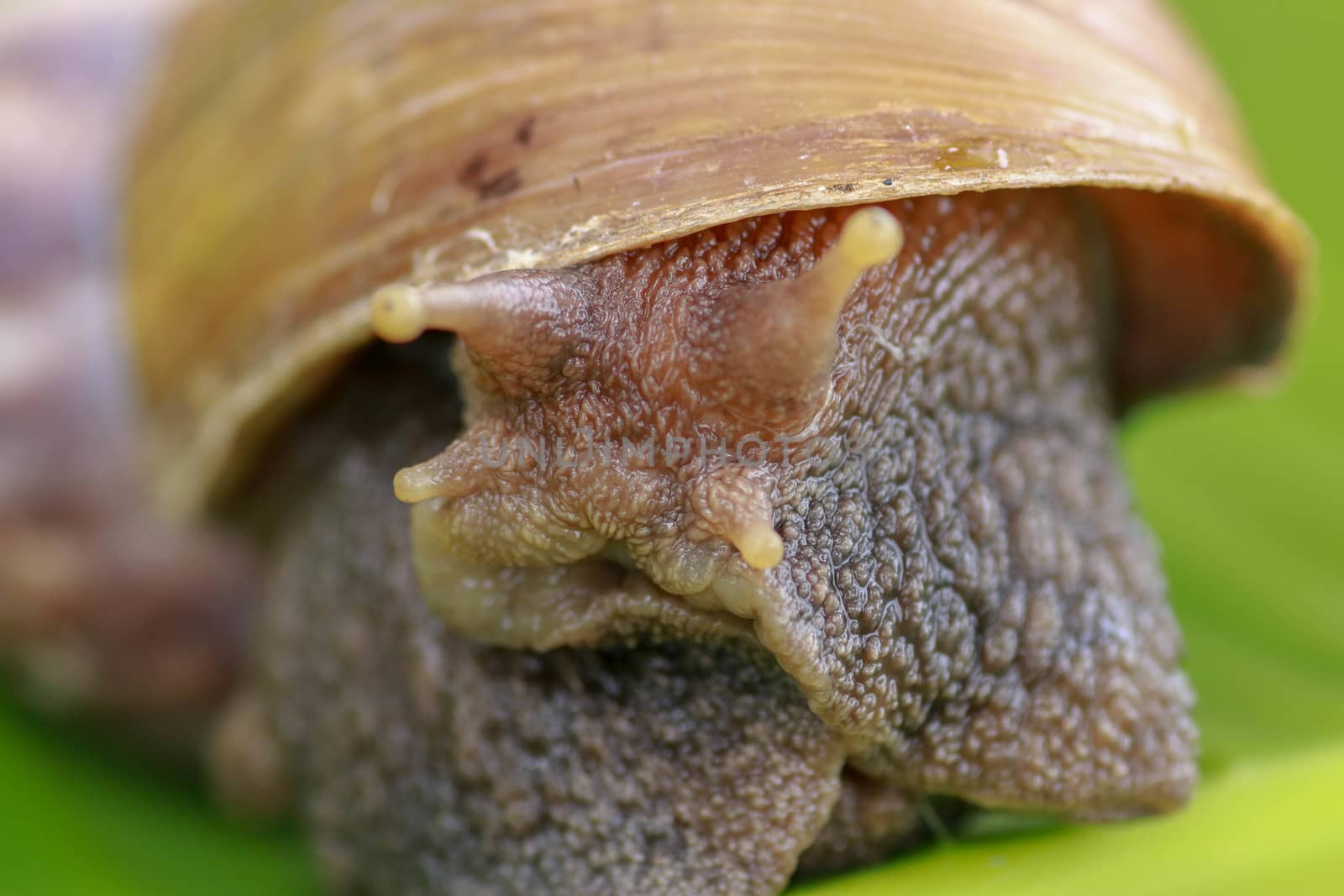 Close up of snail in the rainforest southeast asia. Front view of Achatina Fulica. A large adult snail climbs on a banana leaf in a tropical rainforest.