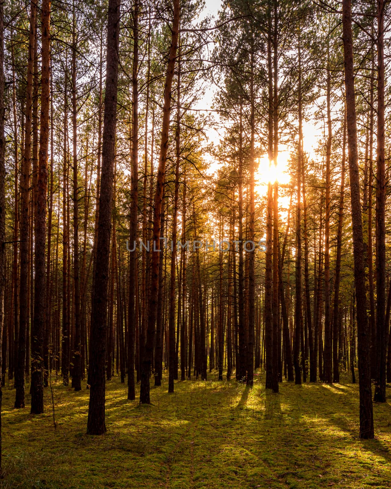 Sunset or sunrise in the autumn pine forest. Sunbeams shining between tree trunks.