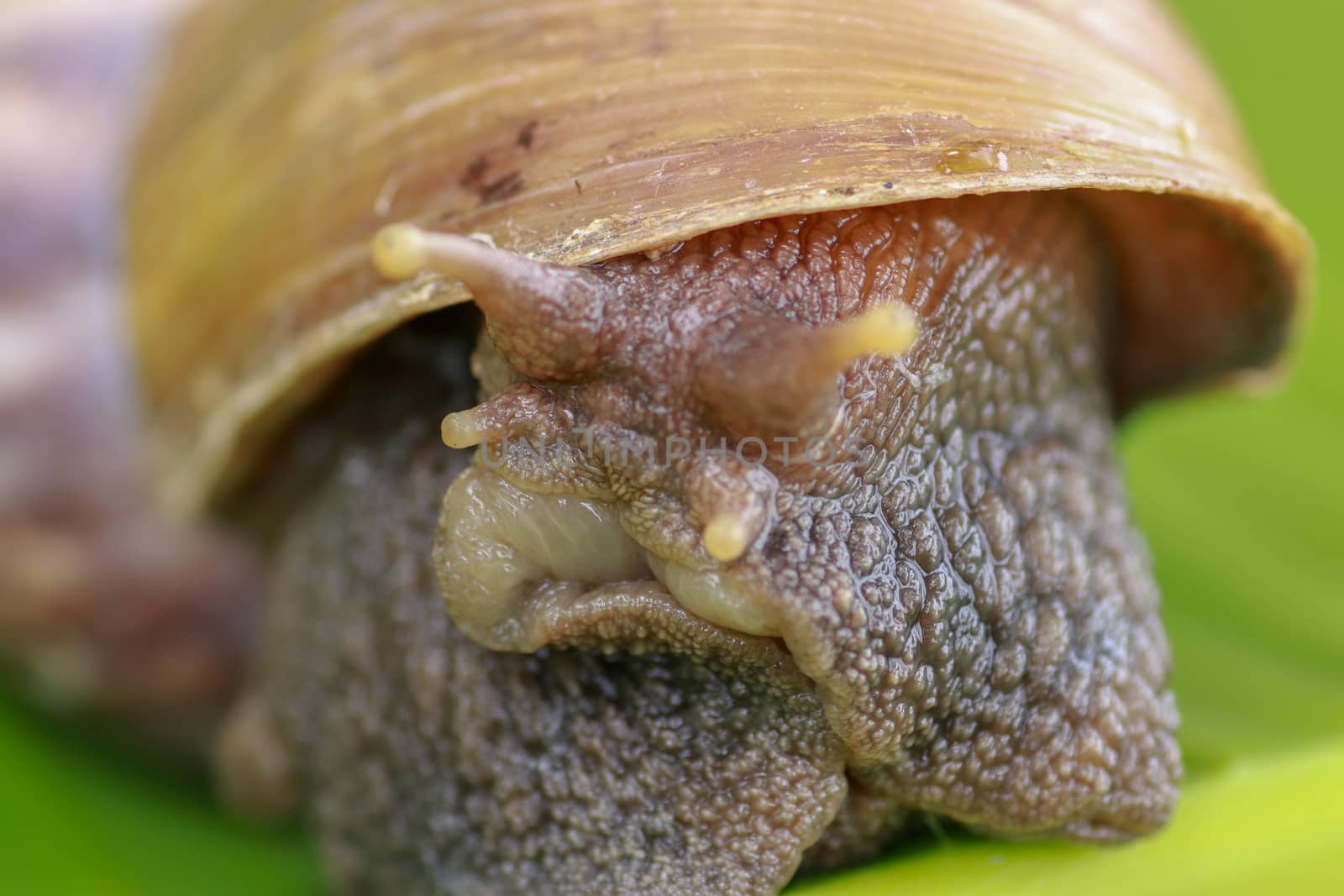 Close up of snail in the rainforest southeast asia. Front view of Achatina Fulica. A large adult snail climbs on a banana leaf in a tropical rainforest.