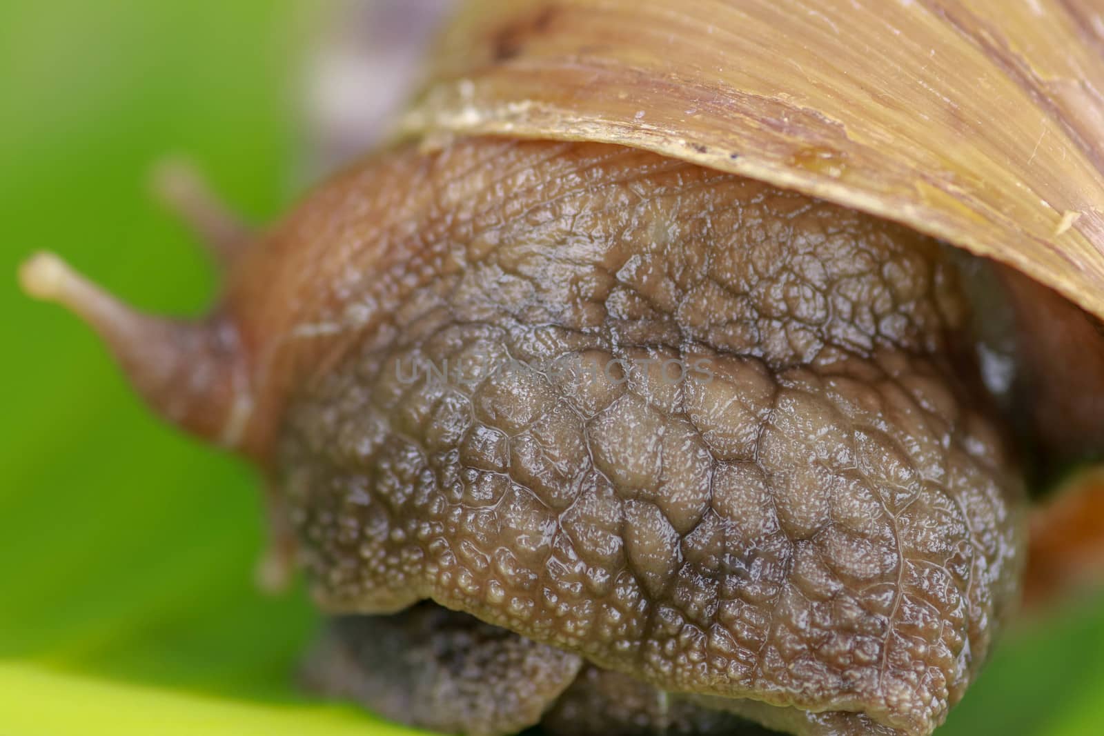 Close up of snail in the rainforest southeast asia. Front view of Achatina Fulica. A large adult snail climbs on a banana leaf in a tropical rainforest by Sanatana2008