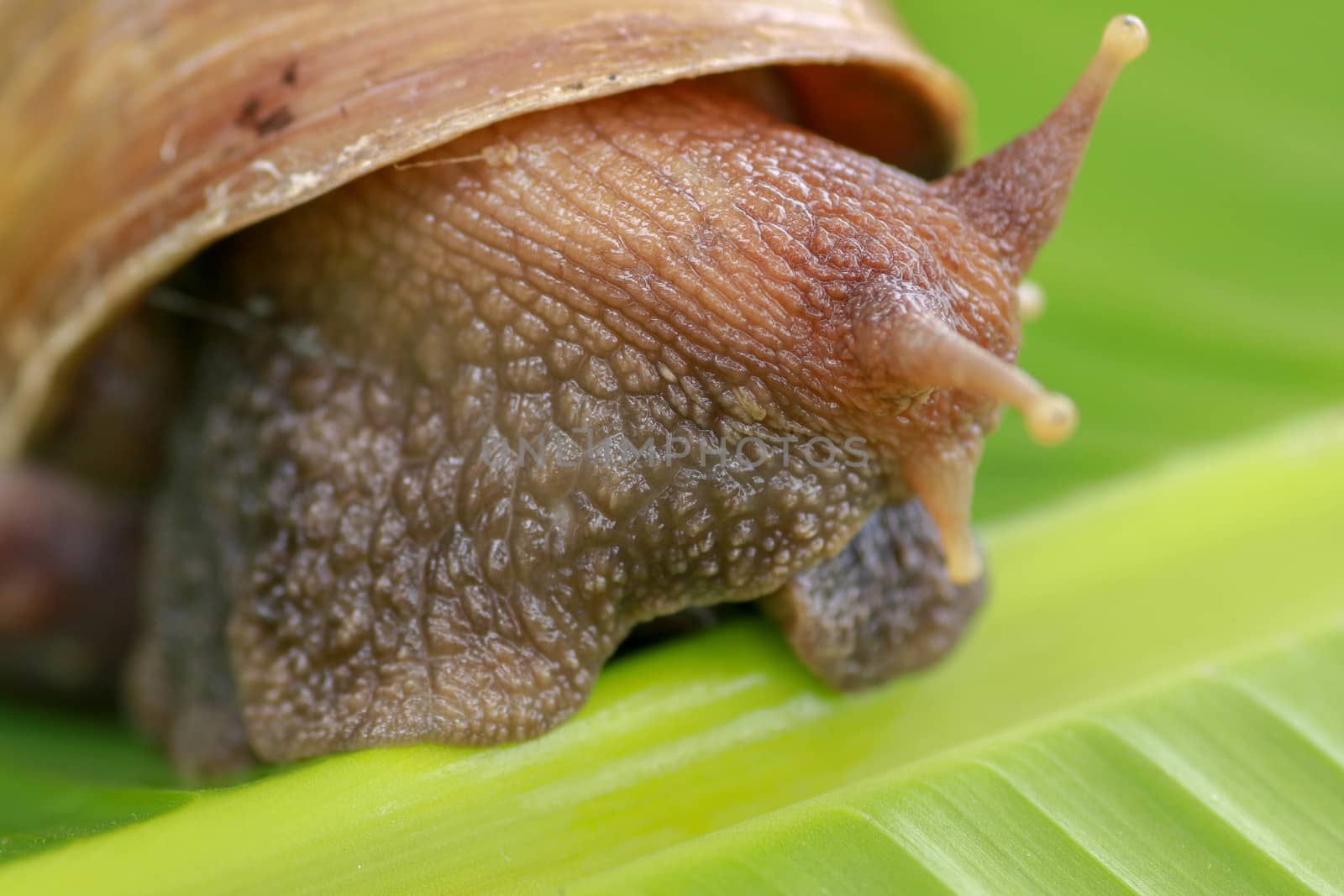 Close up of snail in the rainforest southeast asia. Front view of Achatina Fulica. A large adult snail climbs on a banana leaf in a tropical rainforest.