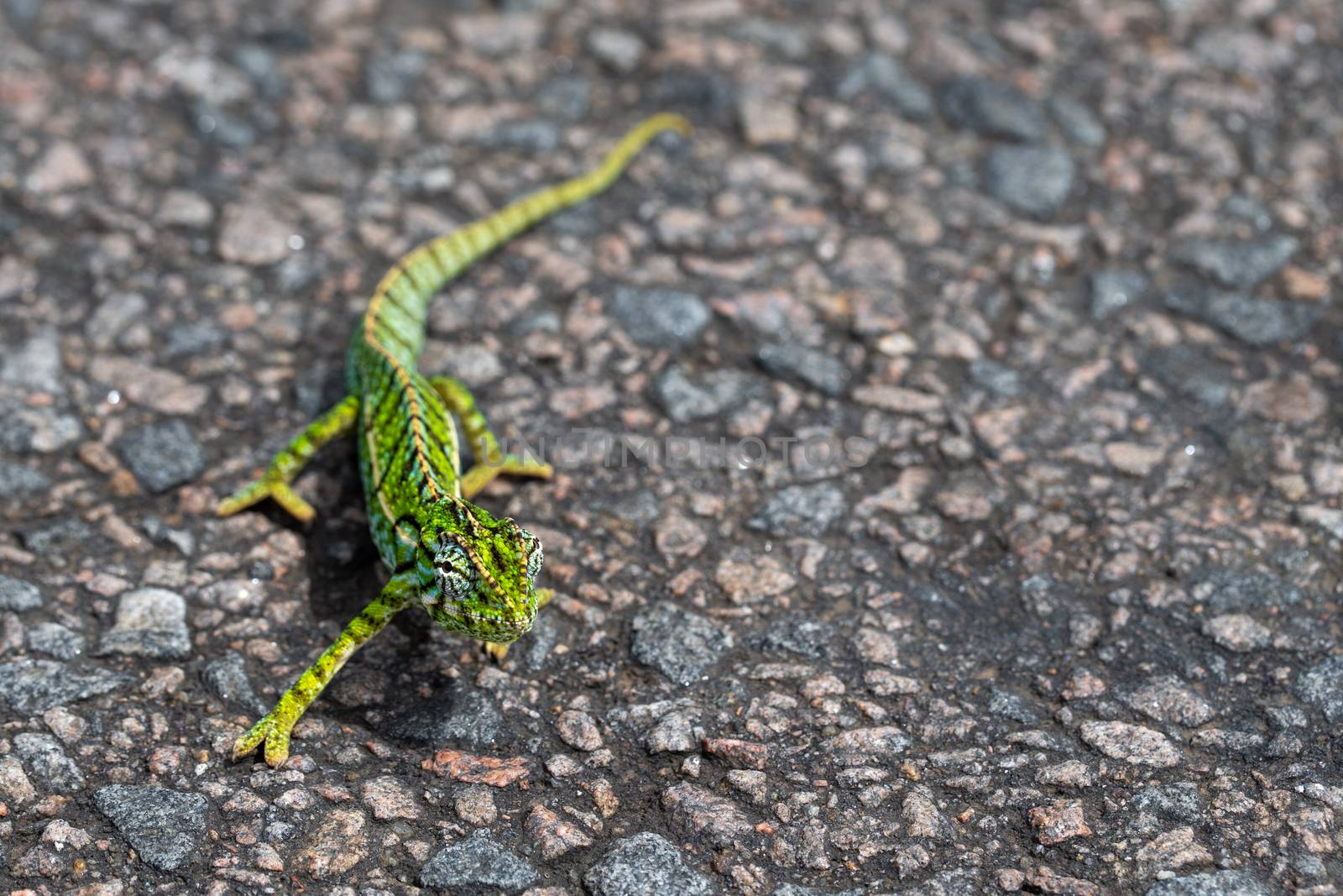 A Close up of a green chameleon on the street