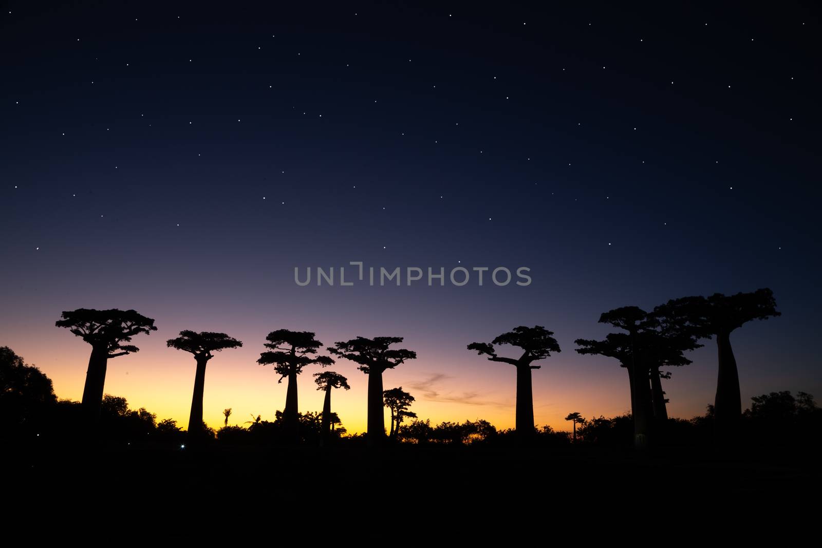 The baobab avenue at sunset with many stars in the sky by 25ehaag6