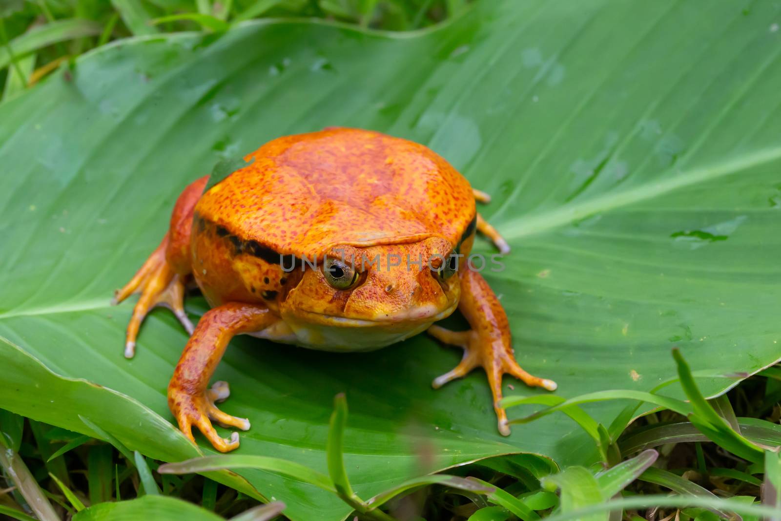 One large orange frog is sitting on a green leaf