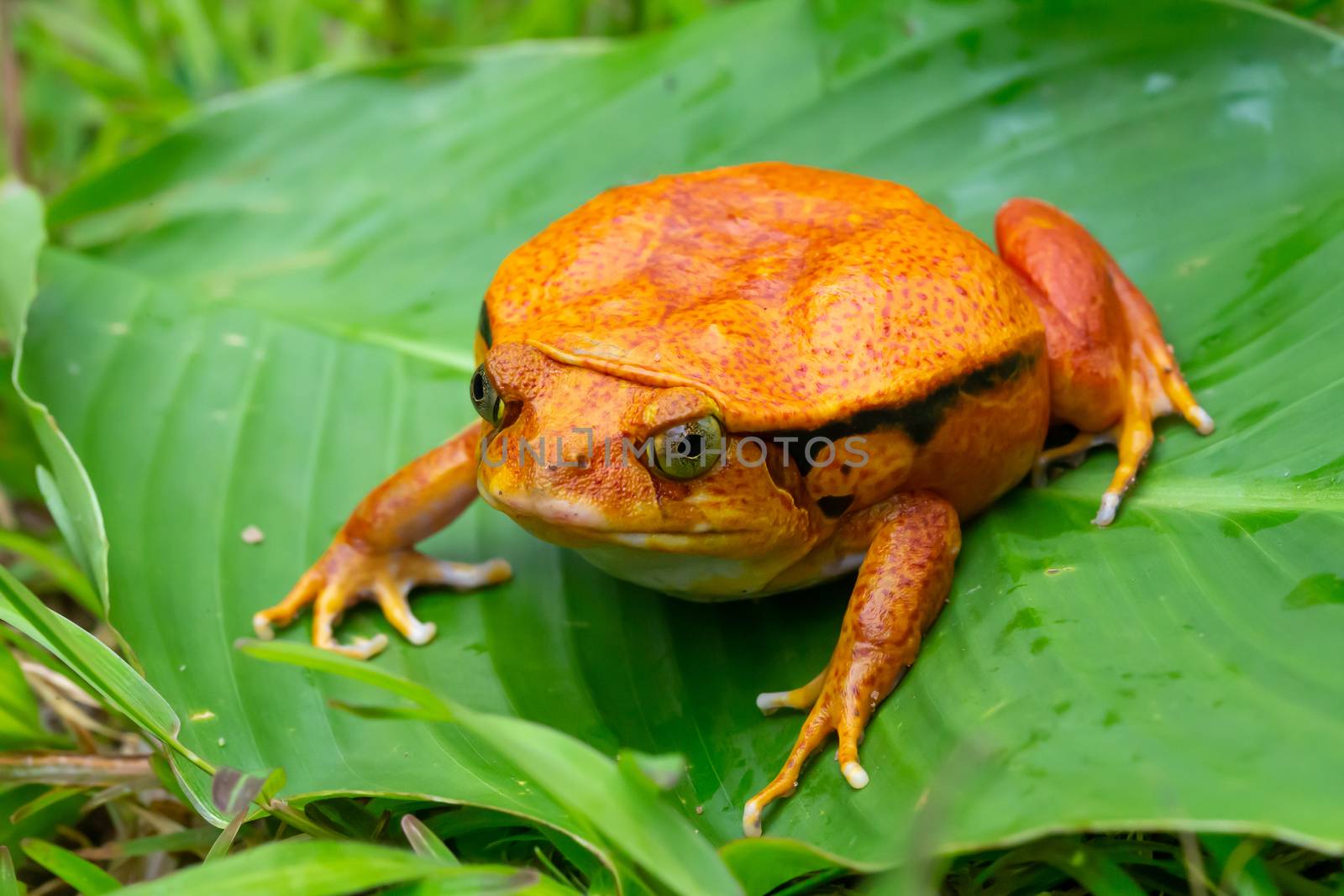 A large orange frog is sitting on a green leaf by 25ehaag6