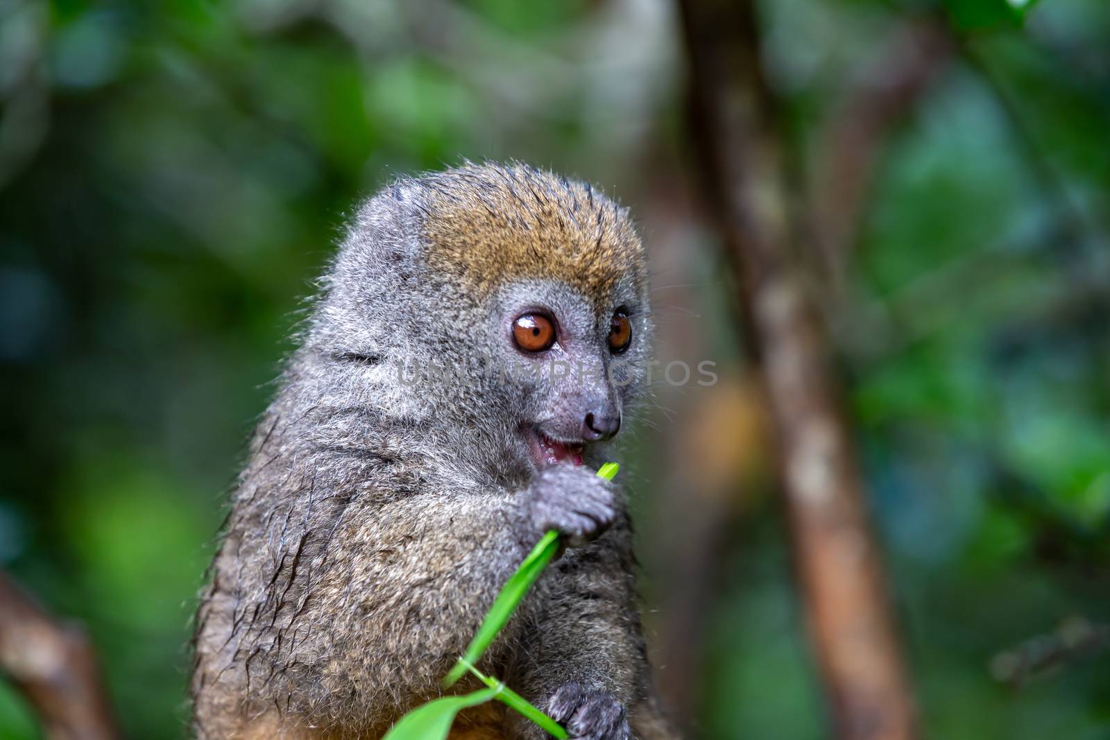 One bamboo lemur with a blade of grass on a branch