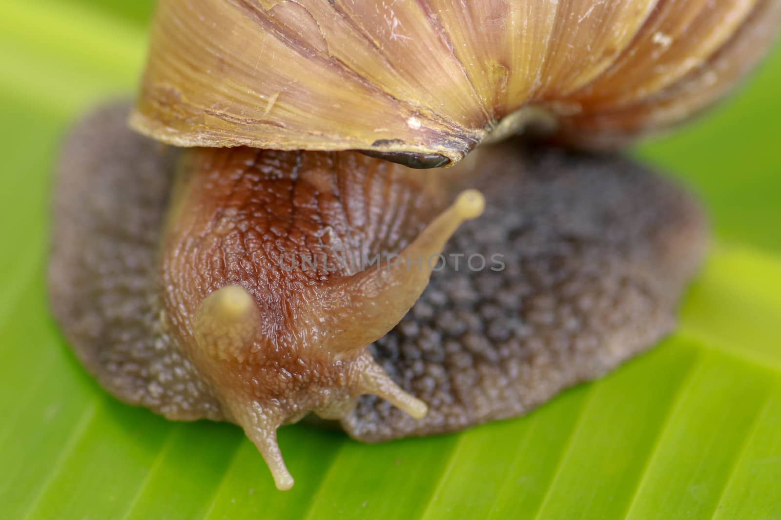 A large brown snail, Giant African snail, Achatina fulica, Lissachatina fulica, creeps on the green wet leaf. Horns are visible, close-up by Sanatana2008