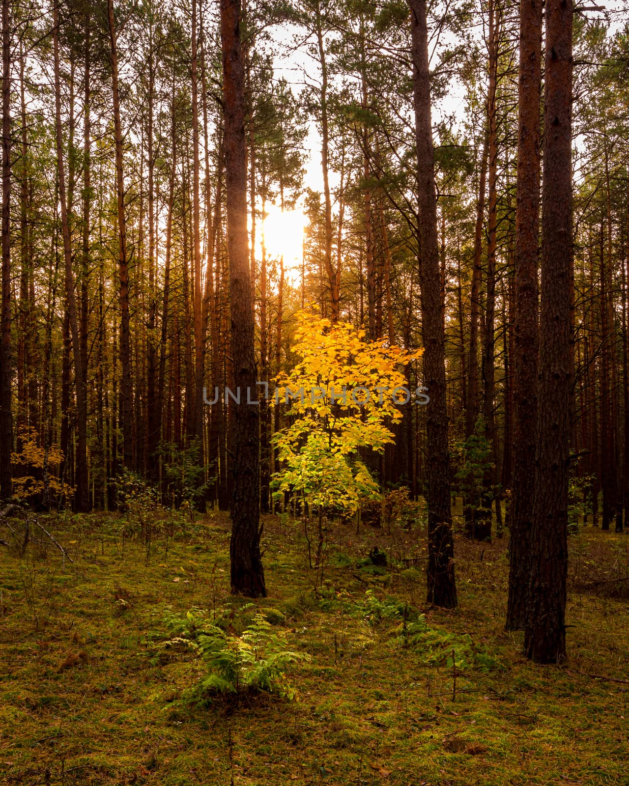 Maple with golden leaves in the autumn pine forest at sunset or sunrise. Sunbeams shining between tree trunks.