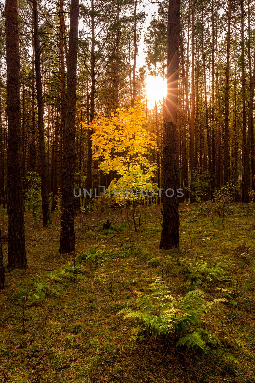 Maple with golden leaves in the autumn pine forest at sunset or sunrise. Sunbeams shining between tree trunks.