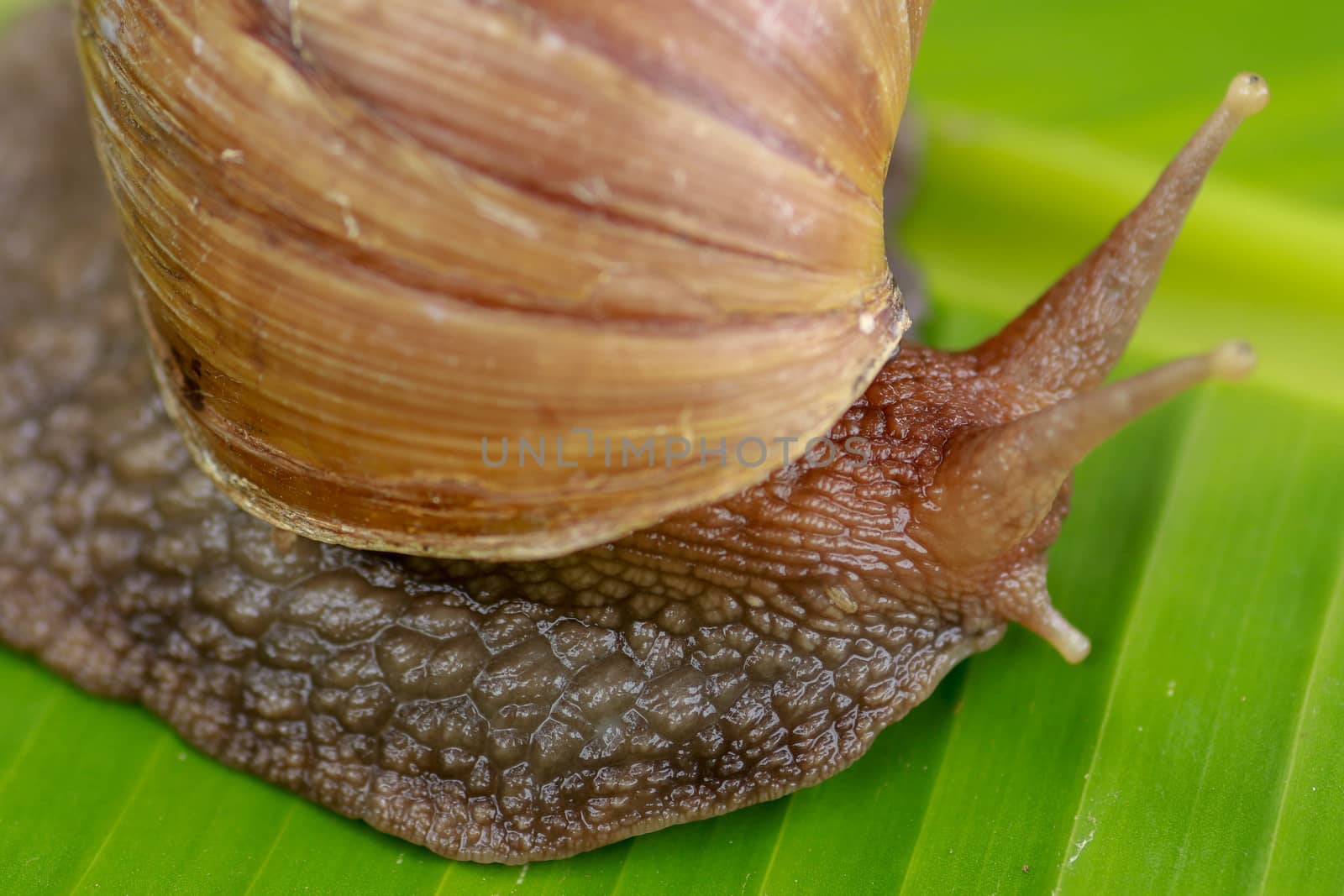 A large brown snail, Giant African snail, Achatina fulica, Lissachatina fulica, creeps on the green wet leaf. Horns are visible, close-up by Sanatana2008
