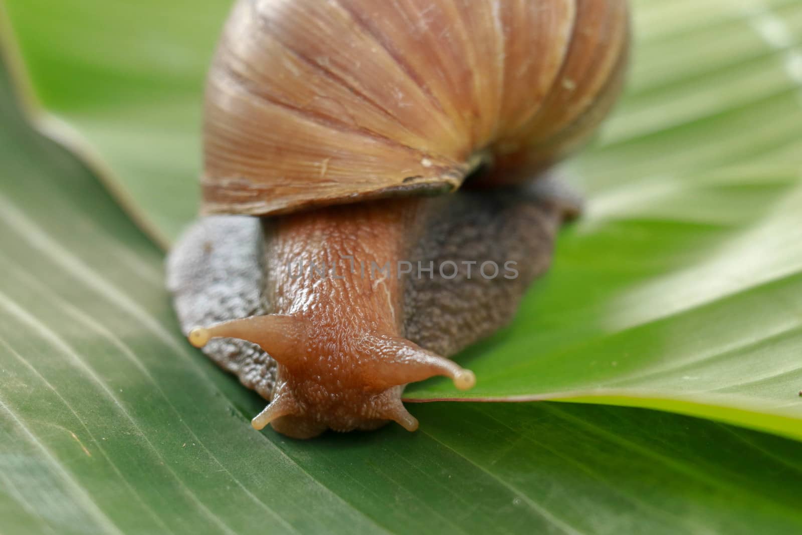 A large brown snail, Giant African snail, Achatina fulica, Lissachatina fulica, creeps on the green wet leaf. Horns are visible, close-up by Sanatana2008