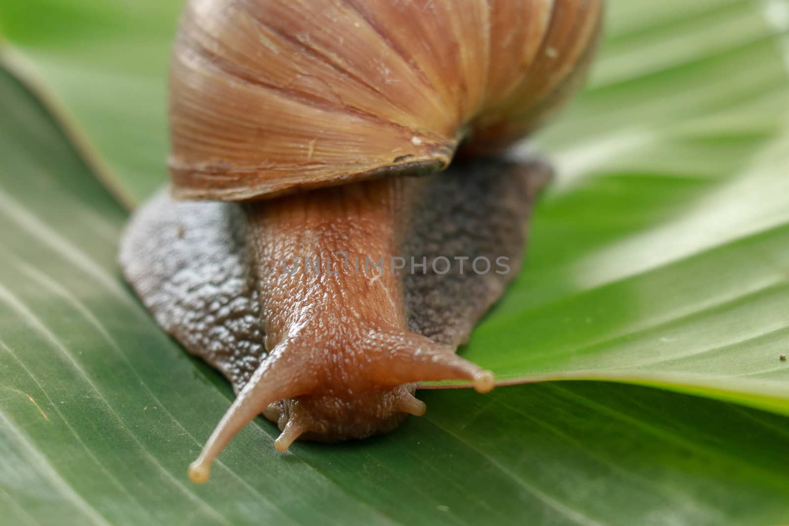 A large brown snail, Giant African snail, Achatina fulica, Lissachatina fulica, creeps on the green wet leaf. Horns are visible, close-up by Sanatana2008