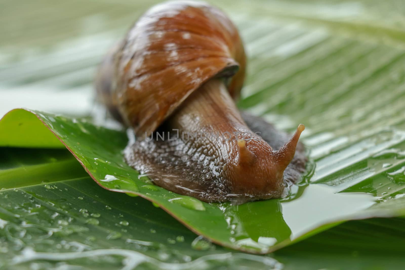 A large brown snail, Giant African snail, Achatina fulica, Lissachatina fulica, creeps on the green wet leaf. Horns are visible, close-up.
