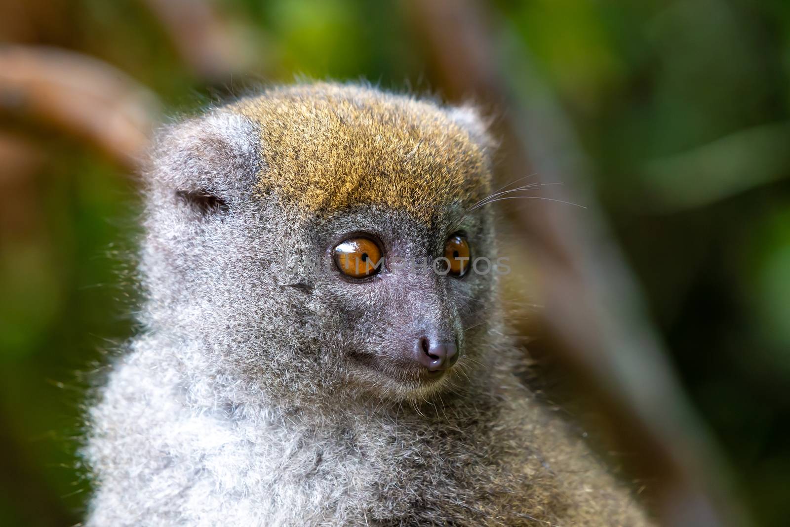 A Portrait of a bamboo lemur in its natural environment