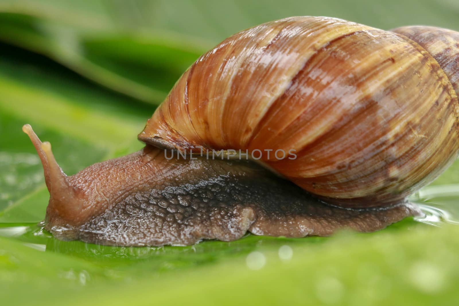 Side view of Achatina Fulica between water drops. A large adult snail climbs on a wet banana leaf in a tropical rainforest. Giant snail crawling by Sanatana2008