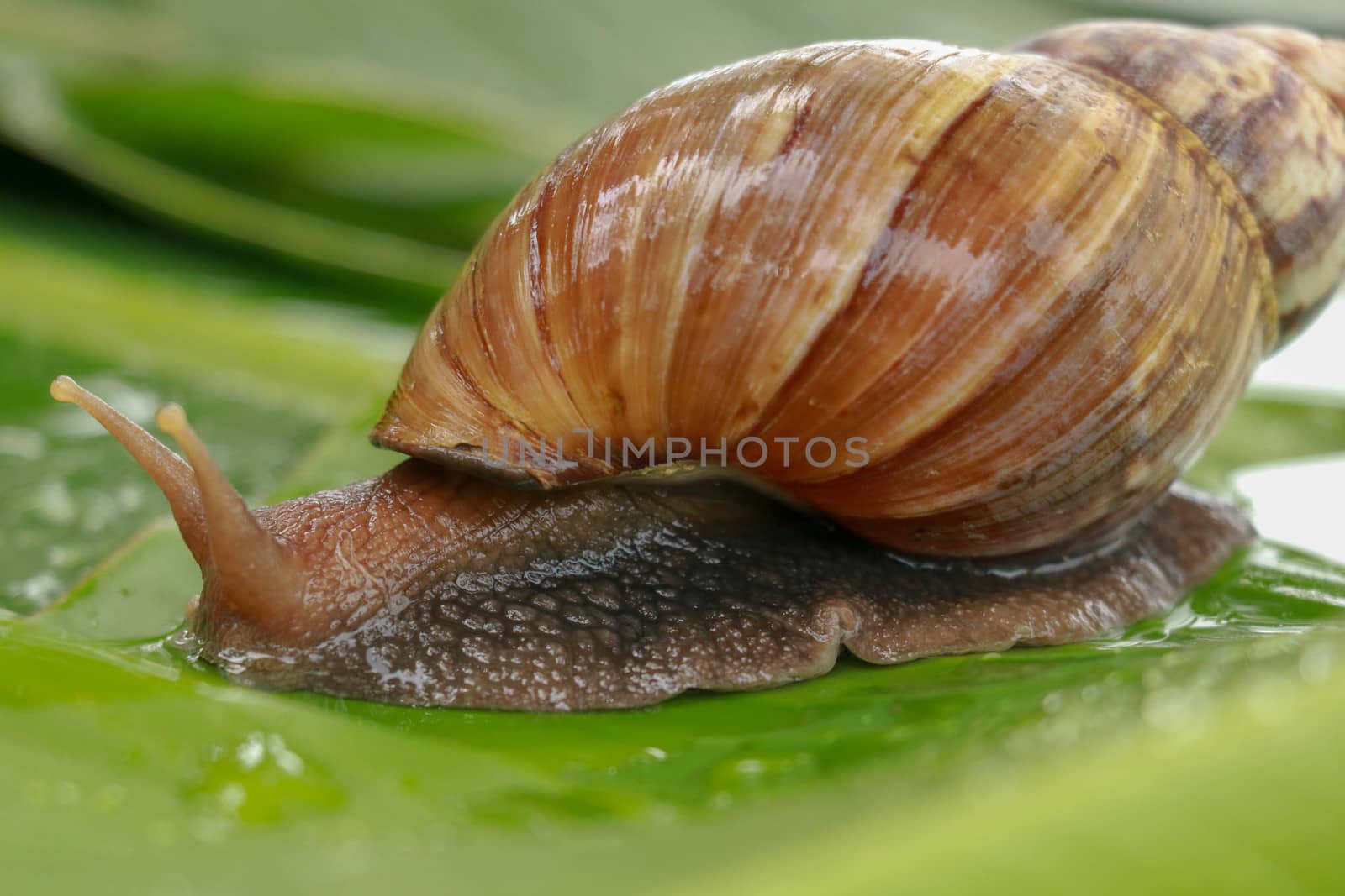 Side view of Achatina Fulica between water drops. A large adult snail climbs on a wet banana leaf in a tropical rainforest. Giant snail crawling.