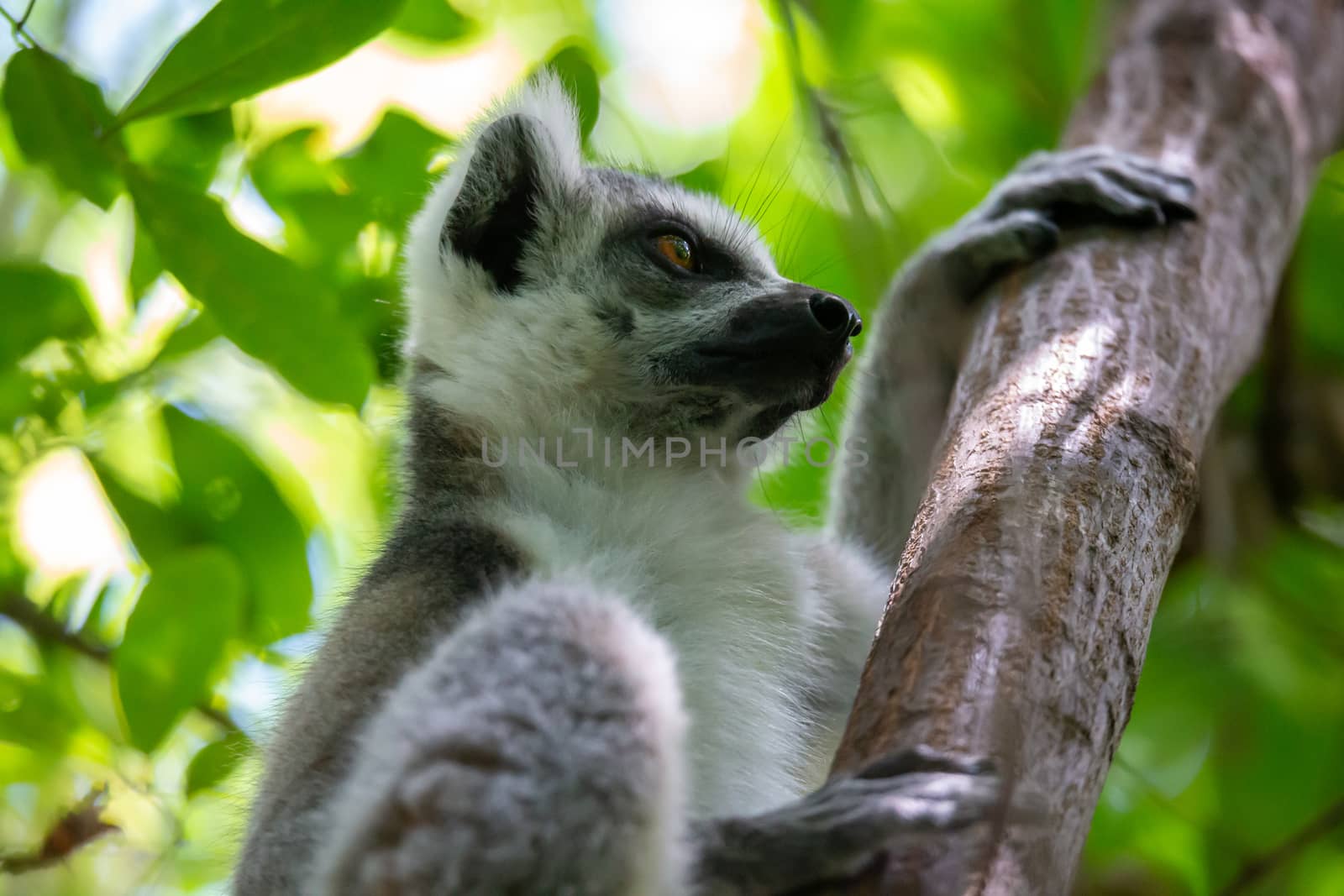 One close-up of a lemur on a tree