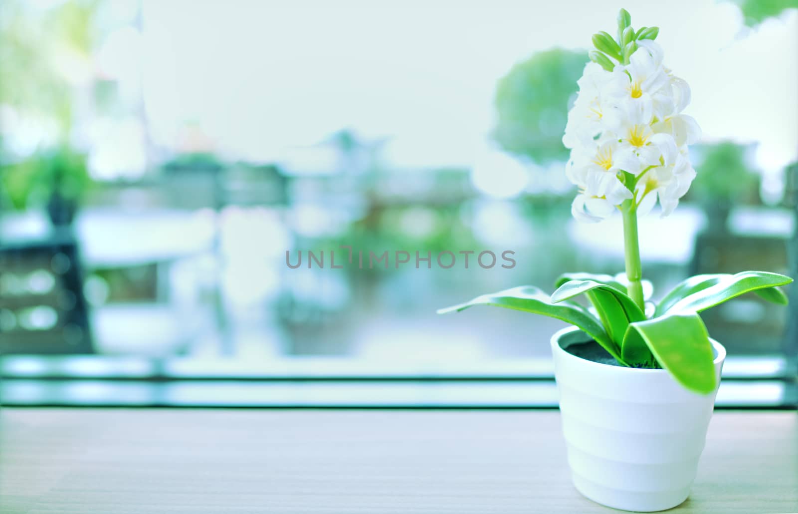 Vintage style image, ornamental plant on white glass pot with copy space.