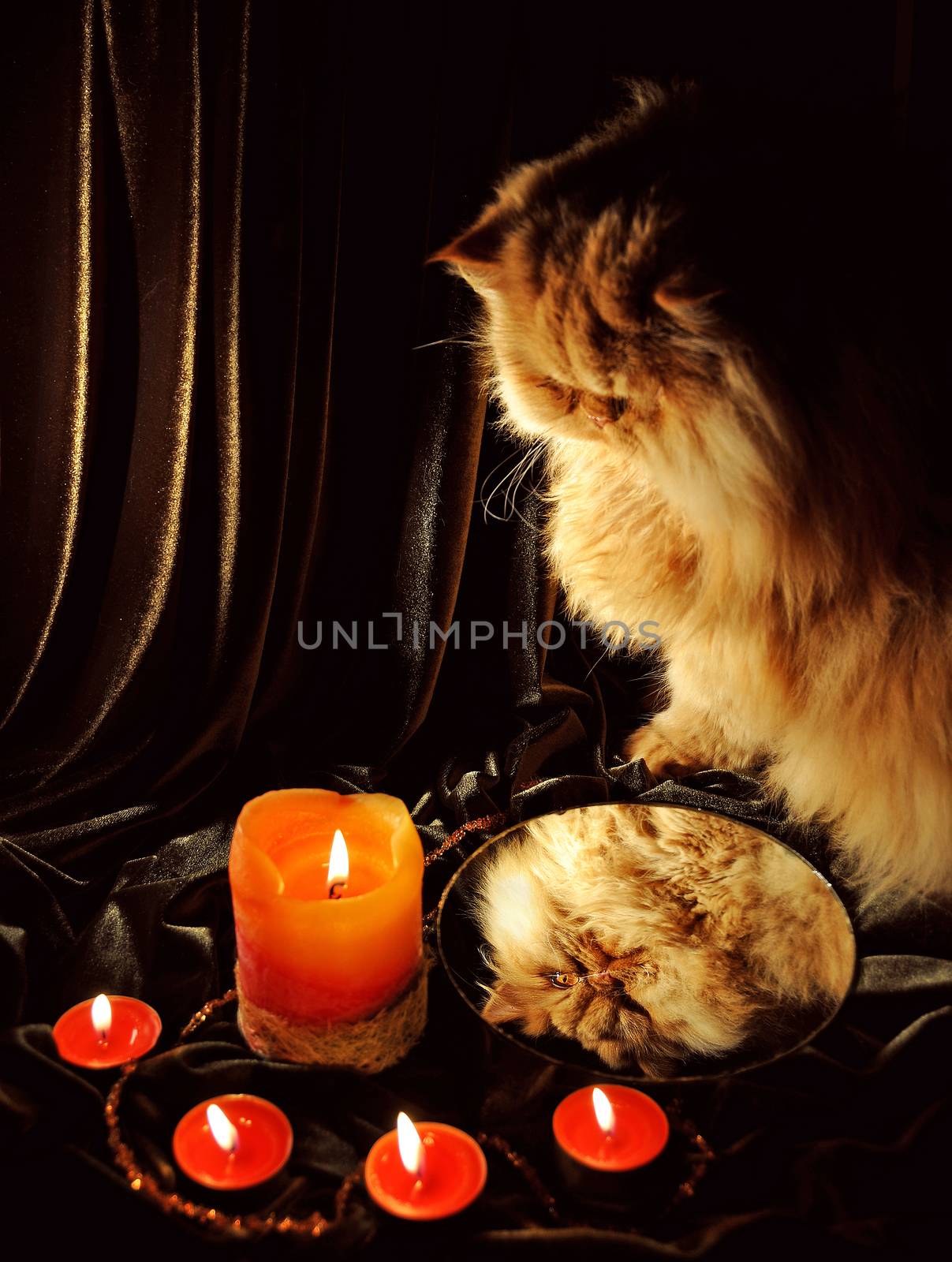 Red Cat looking at his reflection in the mirror and practice divination. Merry Christmas