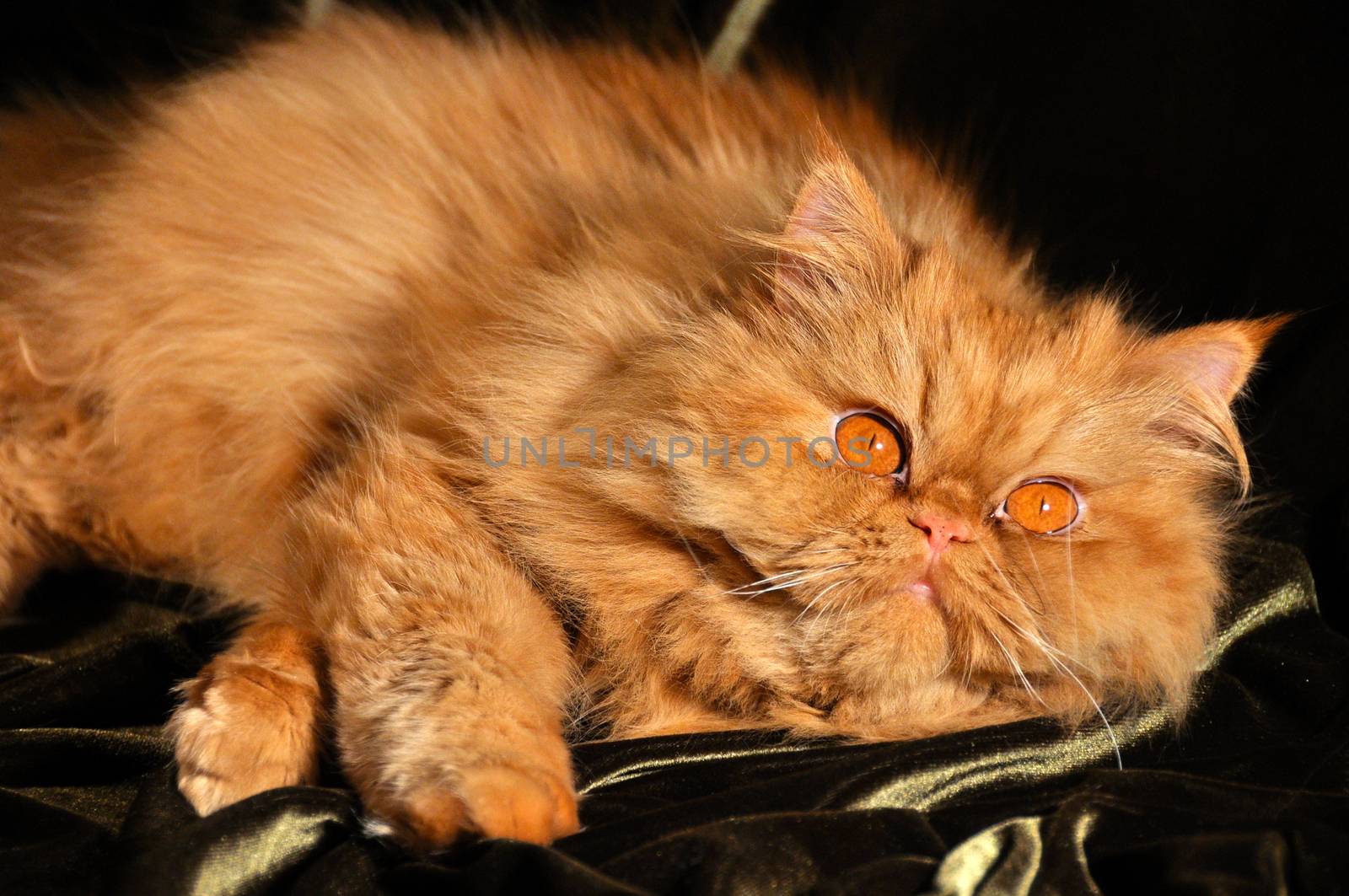 Fluffy Red persian cat sleeping on the sofa