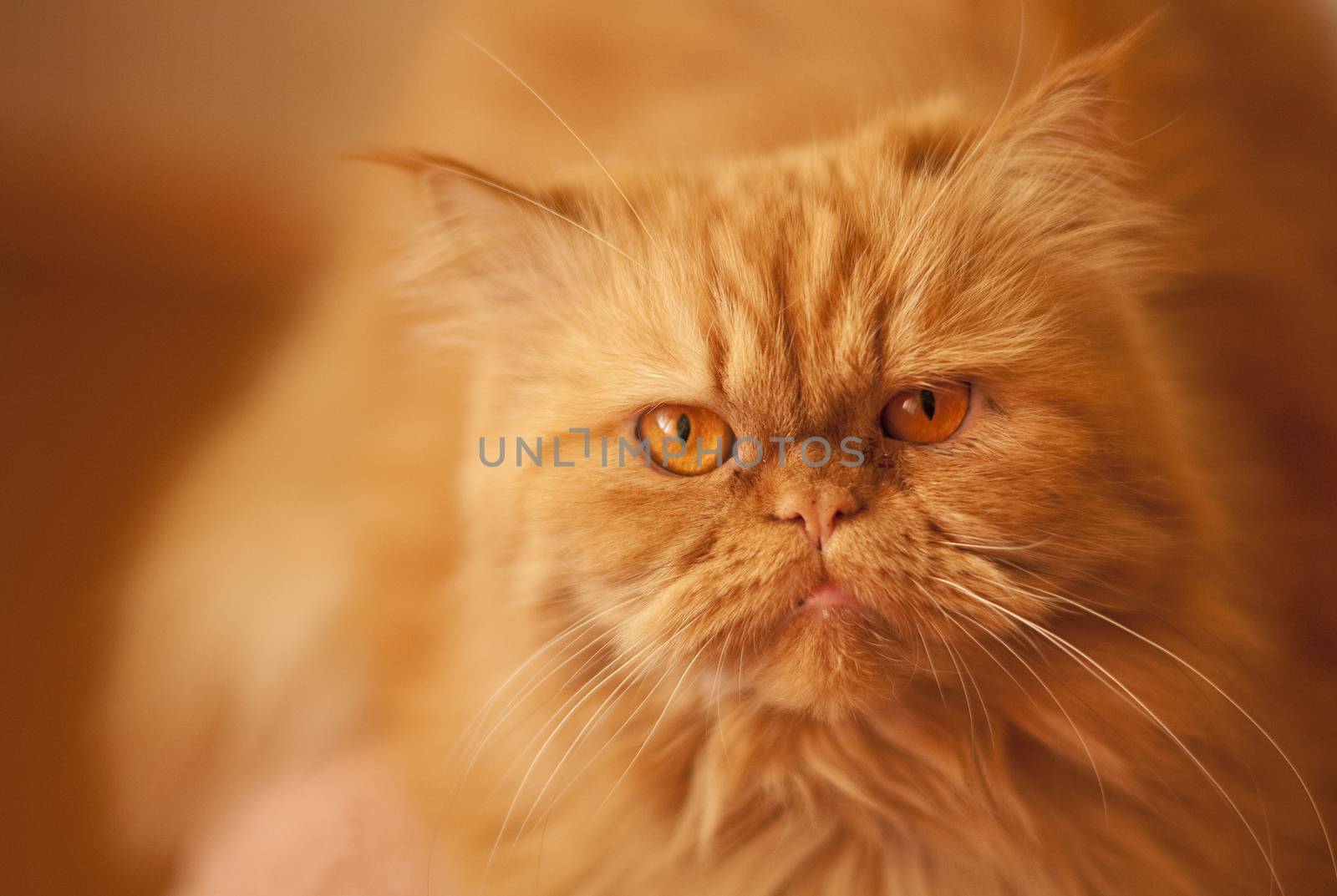 Red cat on red background. Focus on the eyes by infinityyy