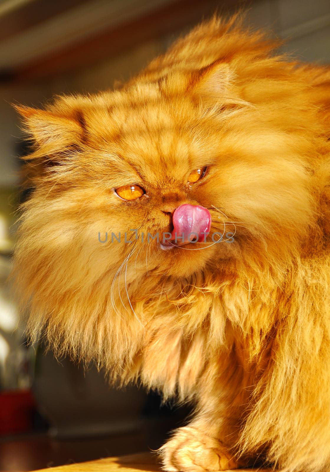 Huge fat red cat Persian. Cat licking by infinityyy