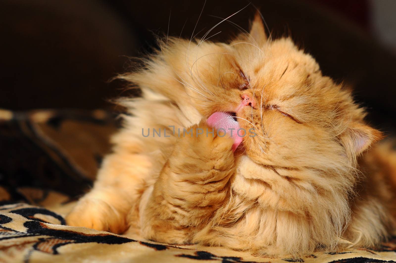 Rad Persian cat washing and licks itself by infinityyy