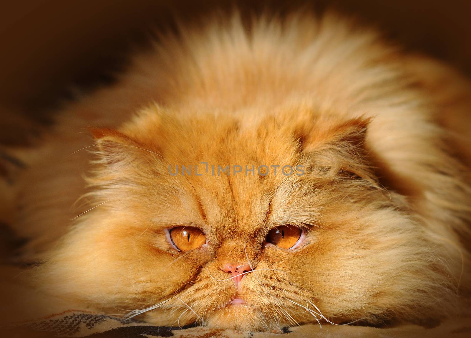 Funny Red Persian cat lying and looking ahead carefully.