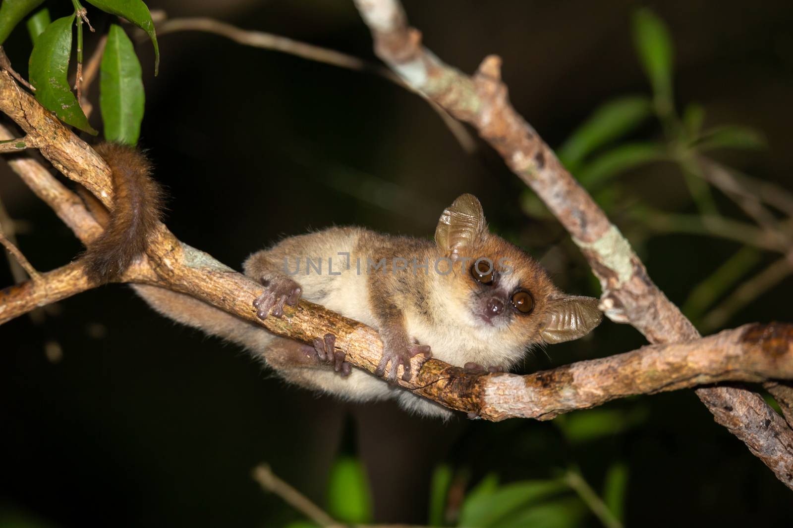 A small mouse lemur looks down from a branch at night by 25ehaag6