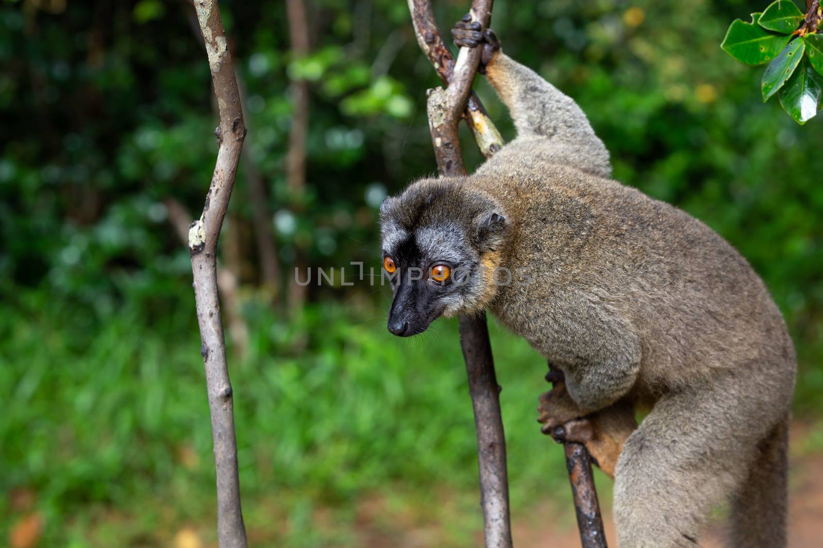 One lemur watches visitors from the branch of a tree