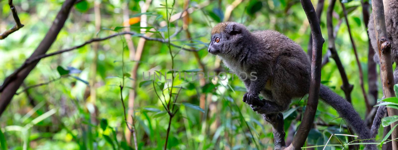 One bamboo lemur is preparing for the jump