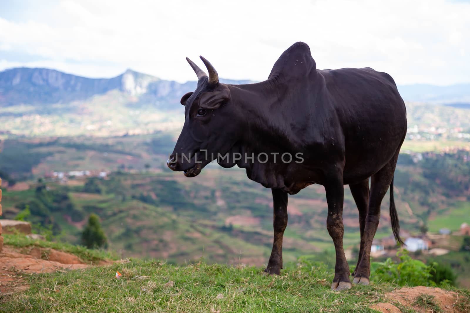 The Zebu cattle in the pasture on the island of Madagascar