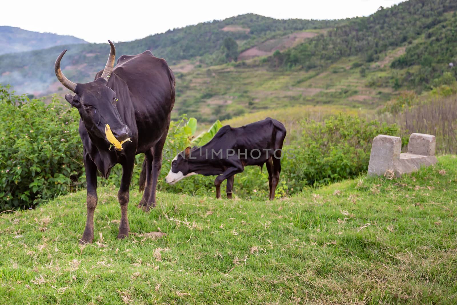 The Zebu cattle in the pasture on the island of Madagascar