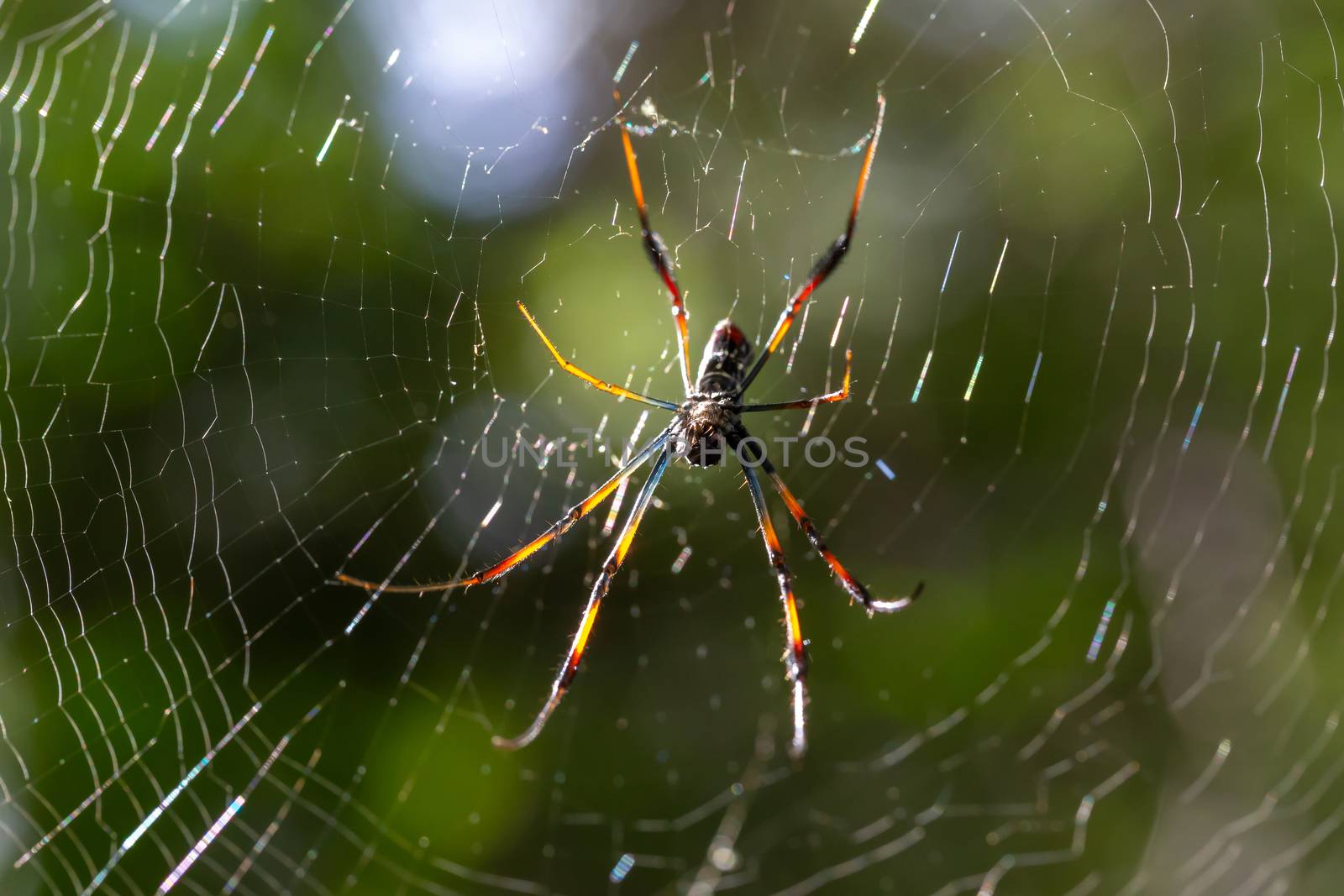 A web with a spider, with a blurry green background