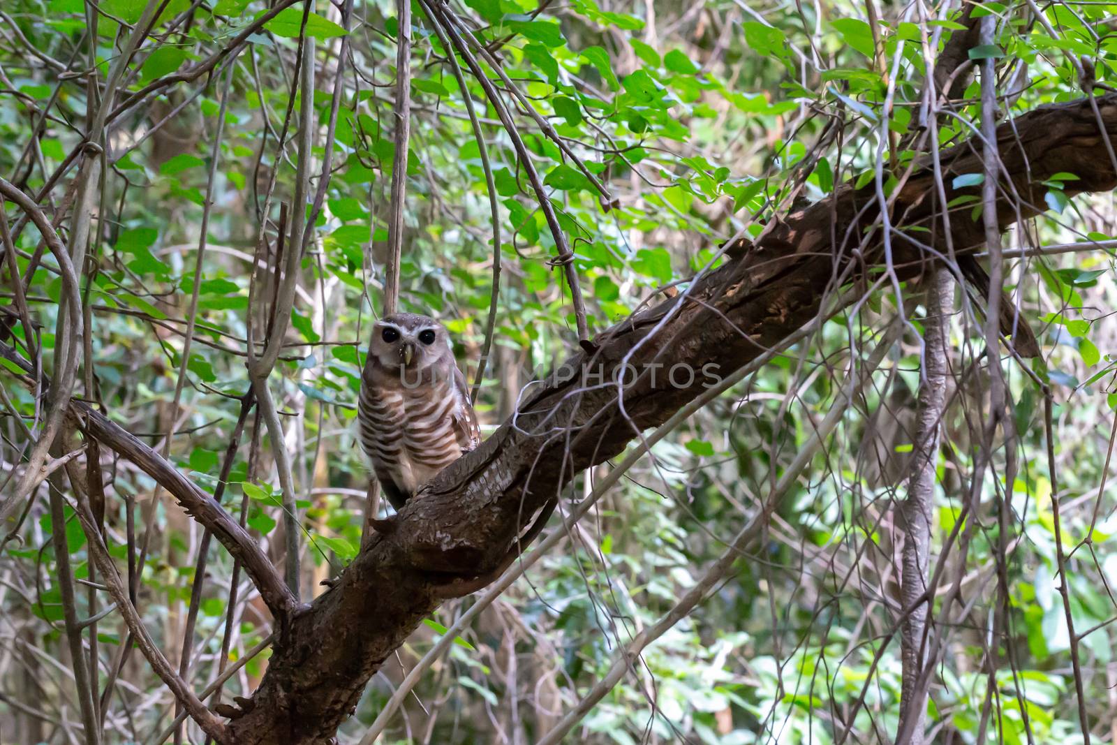 The owl bird in the branches on a tree