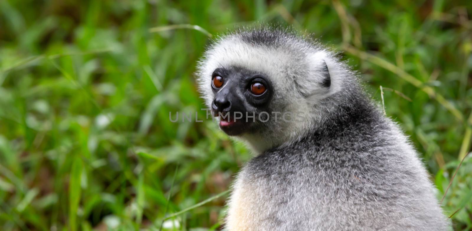 One Sifaka lemur sits in the grass and watches what happens in the area