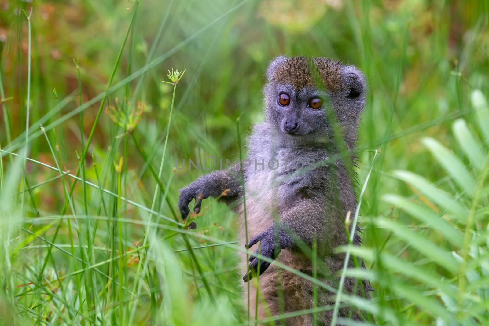 A bamboo lemur between the tall grass looks curious by 25ehaag6
