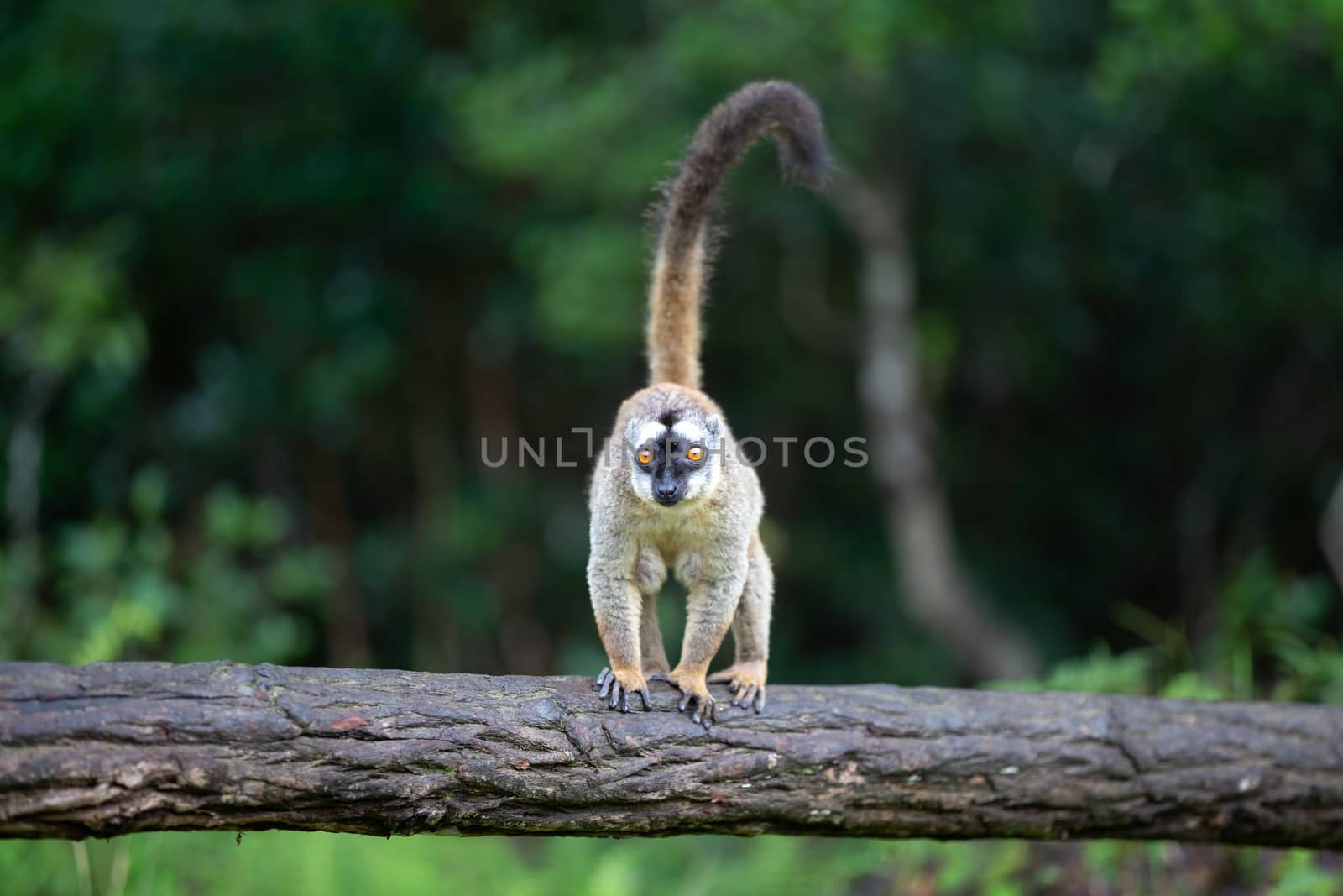 A brown lemur stands on a tree trunk by 25ehaag6