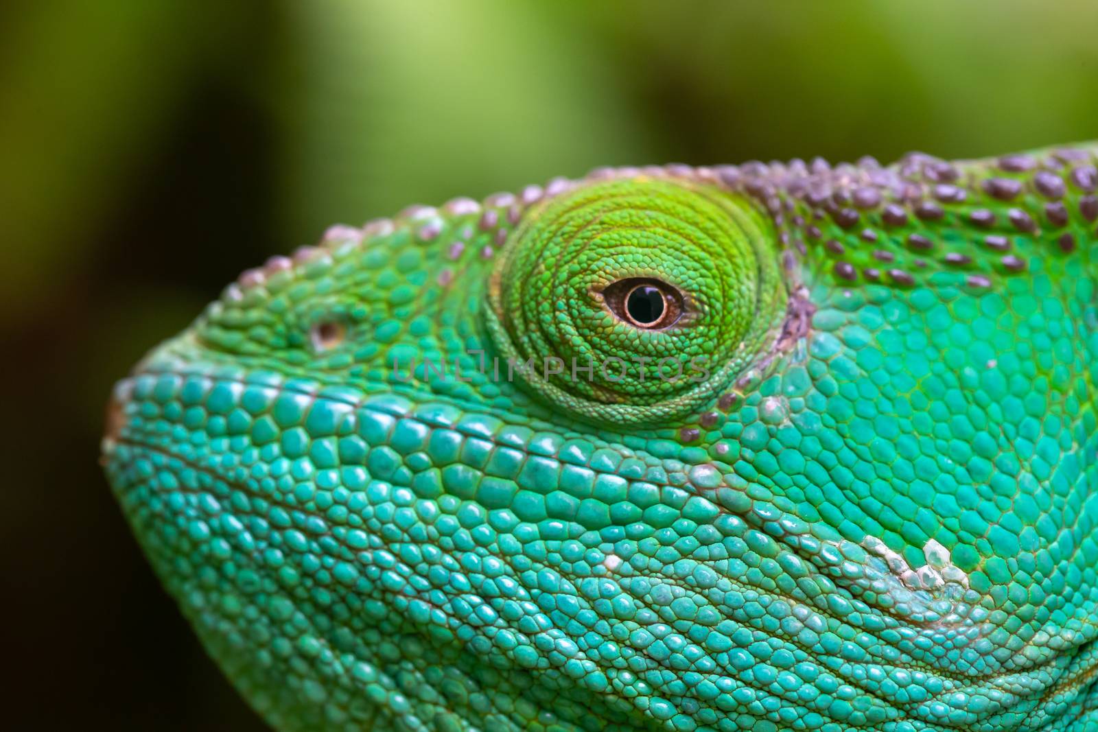 A Close-up, macro shot of a green chameleon