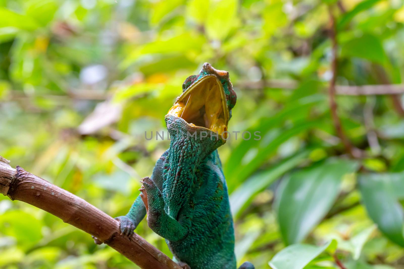 A chameleon on a branch in the rainforest of Madagascar by 25ehaag6