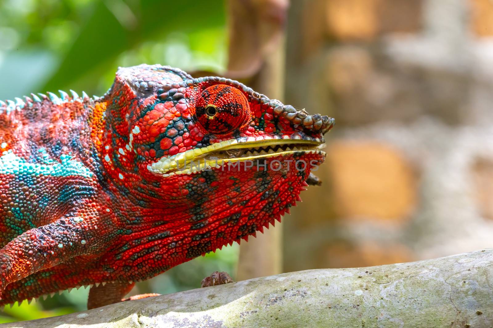 One Colorful chameleon on a branch in a national park on the island of Madagascar